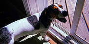 Ollie joined the competition — help win amazing prizes! dog, pet, indoor, sunlight, shadow, glass_door, wooden_deck, floor, black_and_white, tri_color, animal, canine, happy, panting, daylight, home, looking_outside, standing, collar, window