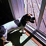 dog, pet, indoor, sunlight, shadow, glass_door, wooden_deck, floor, black_and_white, tri_color, animal, canine, happy, panting, daylight, home, looking_outside, standing, collar, window