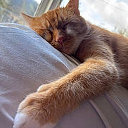 Pumpkin joined the competition — help win amazing prizes! cat, ginger_cat, sleeping, paw, close_up, indoor, window, daylight, soft_surface, relaxed, pet, feline, whiskers, fur, cozy, resting, animal, cute, nap, comfort