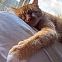 cat, ginger_cat, sleeping, paw, close_up, indoor, window, daylight, soft_surface, relaxed, pet, feline, whiskers, fur, cozy, resting, animal, cute, nap, comfort