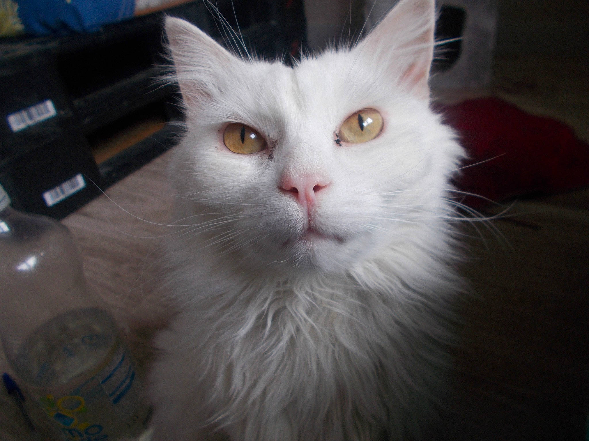 Flocon participe au concours pour gagner de l'argent avec cette photo : bottle, box, carnivore, cat, domestic_short_haired_cat, eye, felidae, fur, head, iris, paw, small_to_medium_sized_cats, snout, water_bottle, whiskers