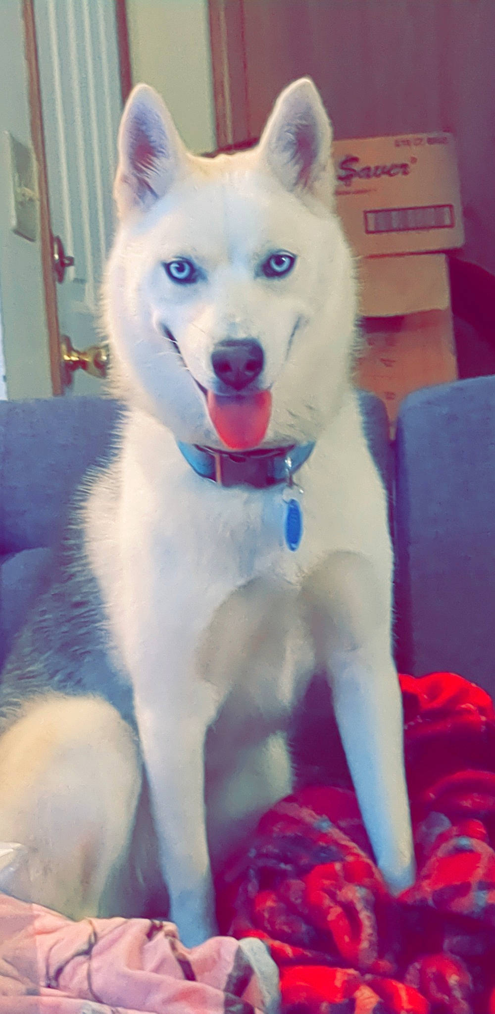 Krystal joined the competition — help win amazing prizes! ancient_dog_breeds, canidae, carnivore, collar, companion_dog, dog, dog_breed, dog_collar, dog_supply, electric_blue, fang, fur, giant_dog_breed, non_sporting_group, paw, snout, sporting_group, tail, working_animal, working_dog