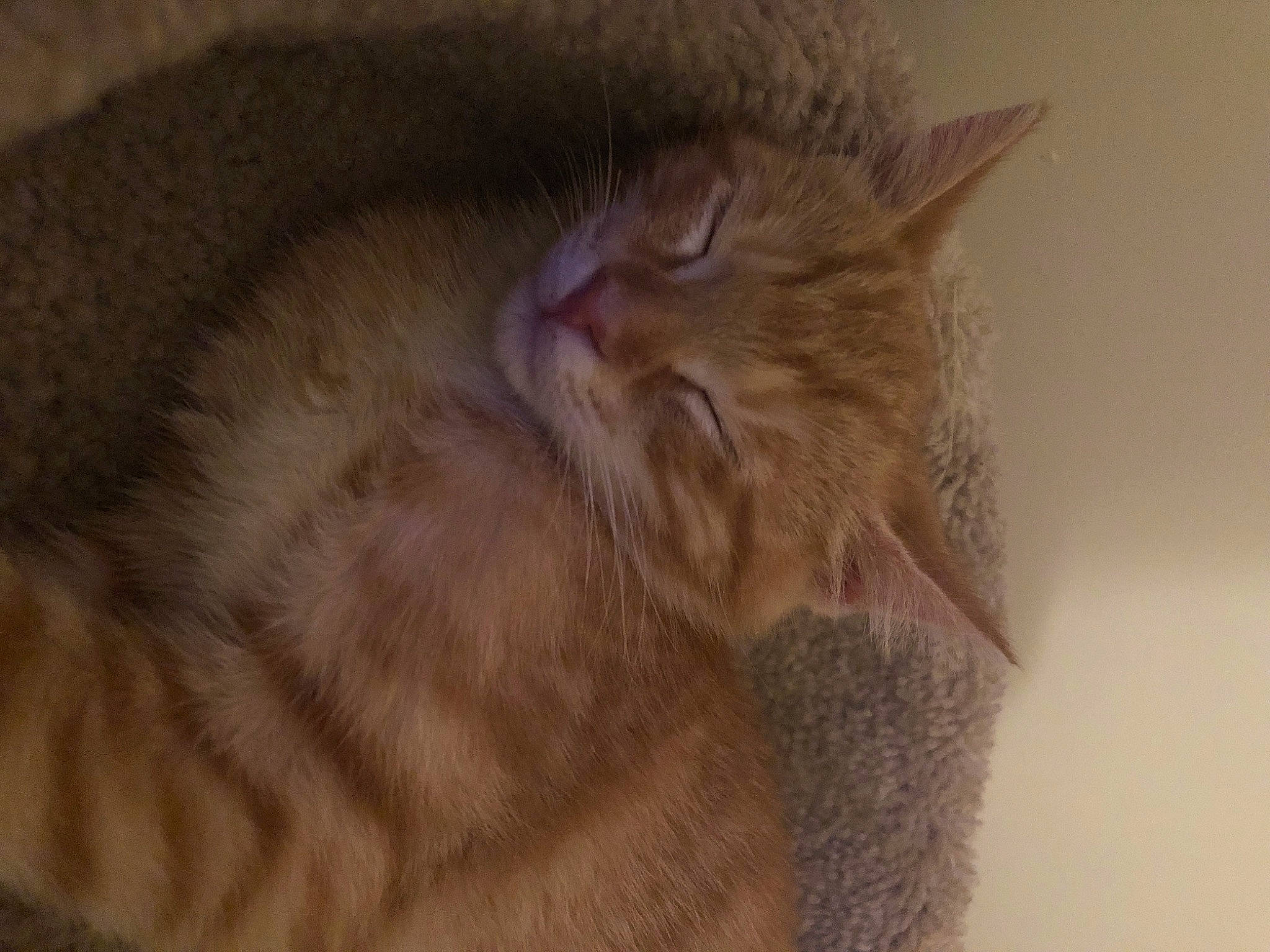 Milo is registered to the contest to win money with this photo: carnivore, cat, claw, comfort, domestic_short_haired_cat, ear, fawn, felidae, fur, liver, nap, paw, sleep, small_to_medium_sized_cats, snout, tail, terrestrial_animal, whiskers