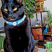 éros a rejoint le concours — aidez-le/la à gagner de superbes lots ! black_cat, cat, pet, animal, collar, blue_collar, yellow_eyes, sitting, indoors, home, living_room, houseplants, potted_plants, wall_art, decor, furniture, rug, woven_mat, ornate_object, portrait