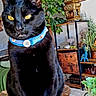 black_cat, cat, pet, animal, collar, blue_collar, yellow_eyes, sitting, indoors, home, living_room, houseplants, potted_plants, wall_art, decor, furniture, rug, woven_mat, ornate_object, portrait
