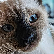 Wizzz participe au concours pour gagner de l'argent avec cette photo : animal, cat, kitten, manx, pet, siamese