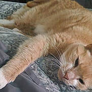 Mr. Kitty joined the competition — help win amazing prizes! bed, blanket, cat, close_up, cozy, feline, fur, ginger_cat, home, indoor, lounging, nap, orange_cat, patterned_bedspread, paw, pet, portrait, relaxed, sleeping, whiskers