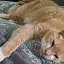 bed, blanket, cat, close_up, cozy, feline, fur, ginger_cat, home, indoor, lounging, nap, orange_cat, patterned_bedspread, paw, pet, portrait, relaxed, sleeping, whiskers