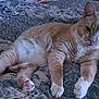 Mr. Kitty is registered to the contest to win money with this photo: bed, bedding, blanket, cat, close_up, domestic_cat, feline, fur, indoors, orange_tabby, patterned_bedspread, paw_pads, paws, pet, portrait, relaxed, resting, sleepy, tabby, whiskers