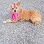 animal, bandana, canine, color_streak, curious, cute, dog, ear, fluffy, fur, gravel, ground, laying, muzzle, one_ear_up, outdoor, pet, pink, portrait, resting