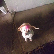 Bella Louise joined the competition — help win amazing prizes! animal, blurry, concrete, curb, dim_lighting, dog, ears, floor, head, indoor, night, out_of_focus, pavement, pet, pink_mark, quiet, shadow, sitting, small_dog, wall