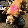 Bella Louise is registered to the contest to win money with this photo: animal, brown_dog, canine, casual, closeup, concrete, curious, dog, domestic, ears, expression, floor, fur, hat, head, indoor, paint_splattered, pet, pink_hair, shoe