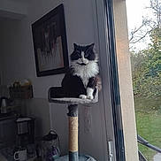 Junoir a rejoint le concours — aidez-le/la à gagner de superbes lots ! cat, cat_tree, indoor, window, glass_door, kitchen, mug, coffee_maker, painting, plant, furniture, houseplant, pet, black_and_white_cat, fluffy_cat, daylight, wall, appliance, couch, table