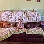 dog, couch, quilt, living_room, pet, relaxing, brown_dog, gray_dog, floral_pattern, furniture, indoor, carpet, collar, resting, three_animals, armrest, home_decor, wall_art, table, curious