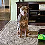dog, carpet, living_room, furniture, television, cabinet, certificate, decor, wood_floor, doorway, pet, sitting, indoor, animal, brown_dog, home, calm, floor, curious, medium_sized_dog