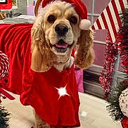 Vitaa participe au concours pour gagner de l'argent avec cette photo : candy_cane, celebration, christmas, christmas_lights, costume, cute, decorations, dog, festive, festive_clothing, garland, happy, holiday, holiday_spirit, indoor, ornaments, pet, red_clothing, santa_hat, smiling