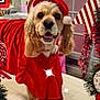 candy_cane, celebration, christmas, christmas_lights, costume, cute, decorations, dog, festive, festive_clothing, garland, happy, holiday, holiday_spirit, indoor, ornaments, pet, red_clothing, santa_hat, smiling