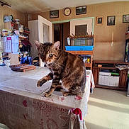 Petit Lou a rejoint le concours — aidez-le/la à gagner de superbes lots ! cat, tabby, pet, animal, sitting, table, indoors, home, room, portrait, whiskers, ears, fur, brown, striped, paw, birdcage, furniture, household, photography