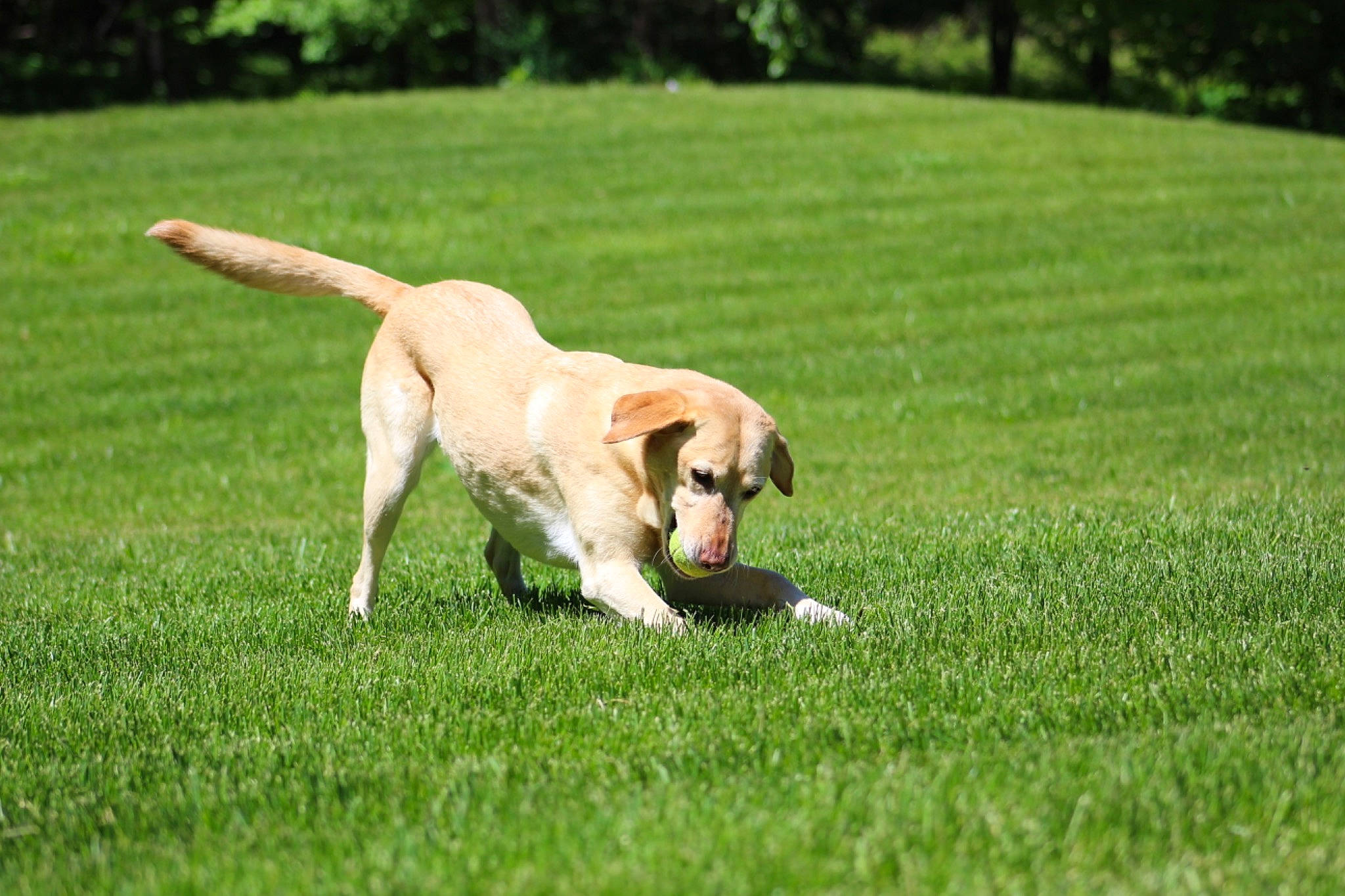 Maebelle is registered to the contest to win money with this photo: canidae, carnivore, companion_dog, dog, dog_breed, fawn, golden_retriever, grass, grassland, gun_dog, landscape, lawn, meadow, pasture, plant, sporting_group, tail, terrestrial_animal, tree, working_dog