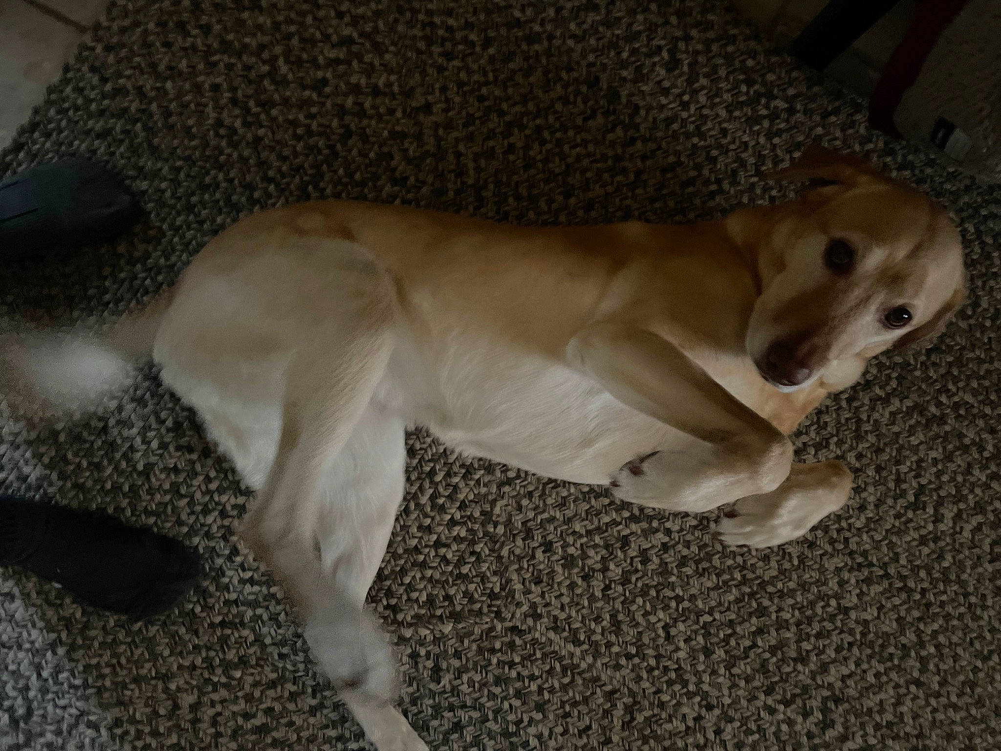 Maebelle is registered to the contest to win money with this photo: canidae, carnivore, comfort, companion_dog, dog, dog_breed, dog_supply, fawn, fur, non_sporting_group, paw, pet_supply, snout, sporting_group, tail, terrestrial_animal, working_animal