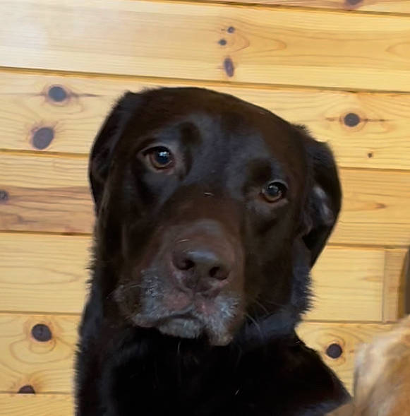 Eve is registered to the contest to win money with this photo: borador, canidae, carnivore, collar, companion_dog, dog, dog_breed, dog_collar, fur, gun_dog, hardwood, liver, plank, retriever, snout, sporting_group, varnish, wood, wood_stain, working_animal