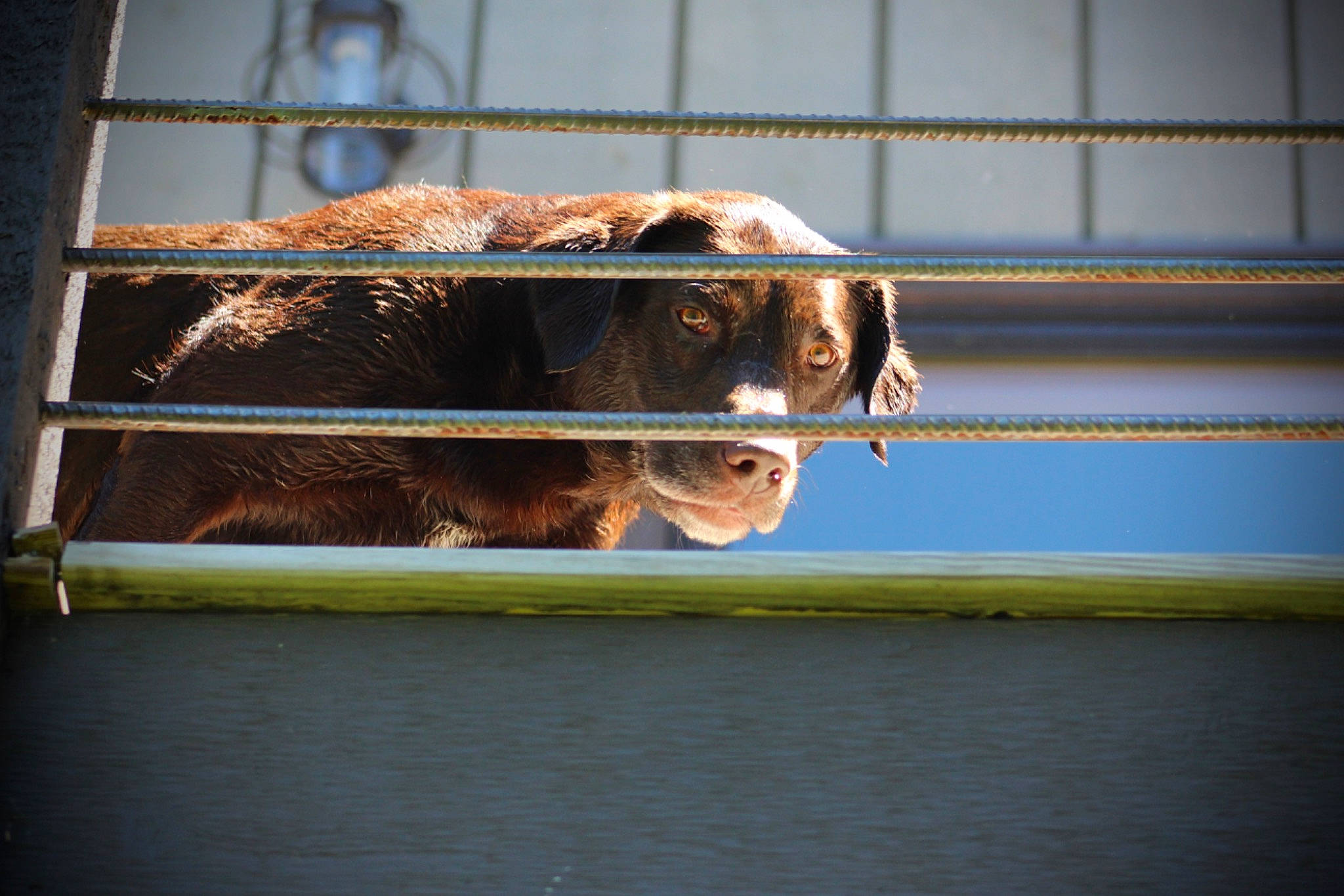 Eve joined the competition — help win amazing prizes! animal_shelter, cage, canidae, carnivore, dog, dog_breed, fawn, felidae, mesh, metal, pet_supply, rectangle, snout, sporting_group, tail, terrestrial_animal, tints_and_shades, whiskers, window, wood