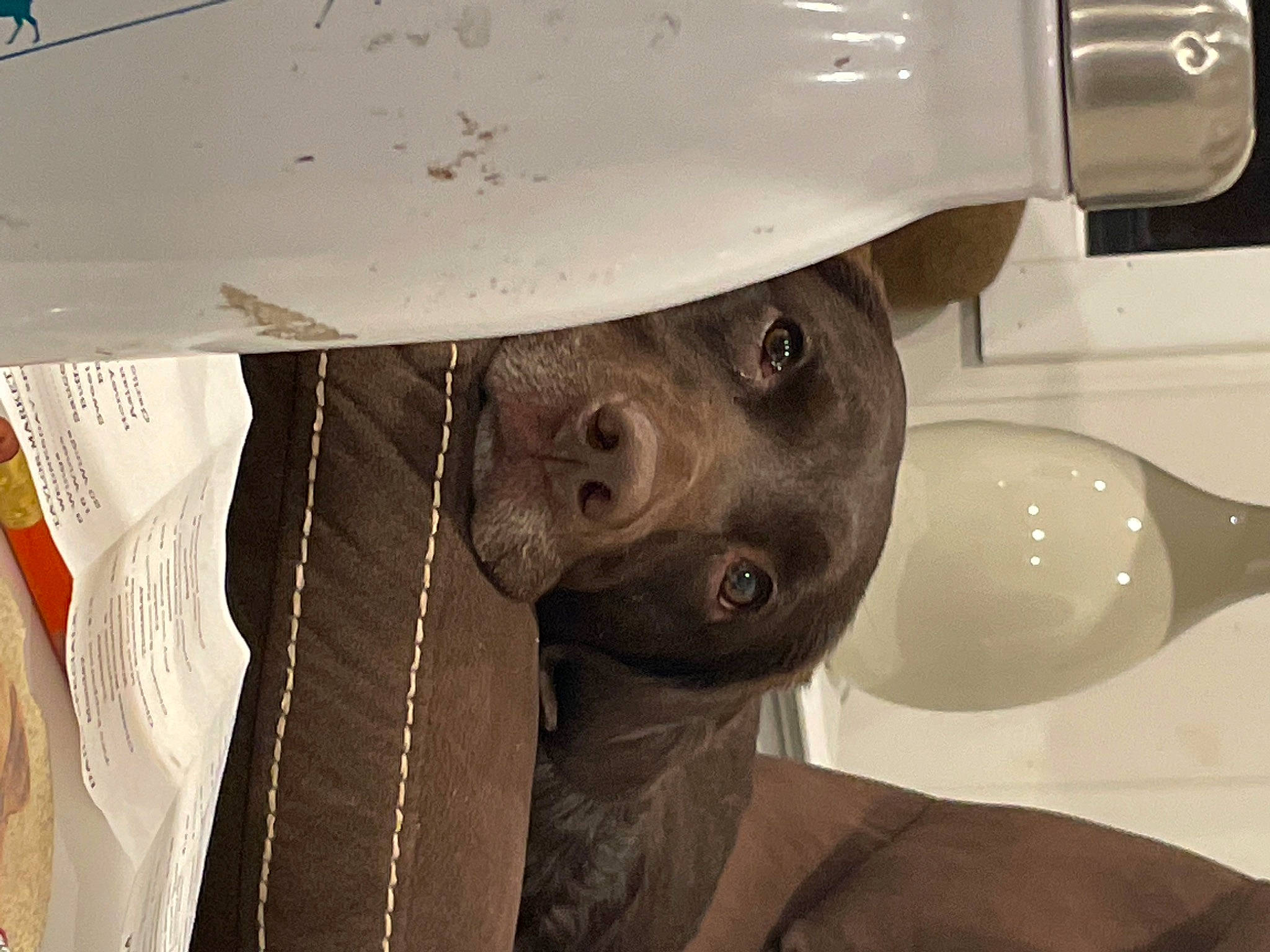 Eve joined the competition — help win amazing prizes! ceiling, dog, fashion_accessory, hard_hat, hat, helmet, jaw, light_bulb, metal, personal_protective_equipment, white, wood, working_animal