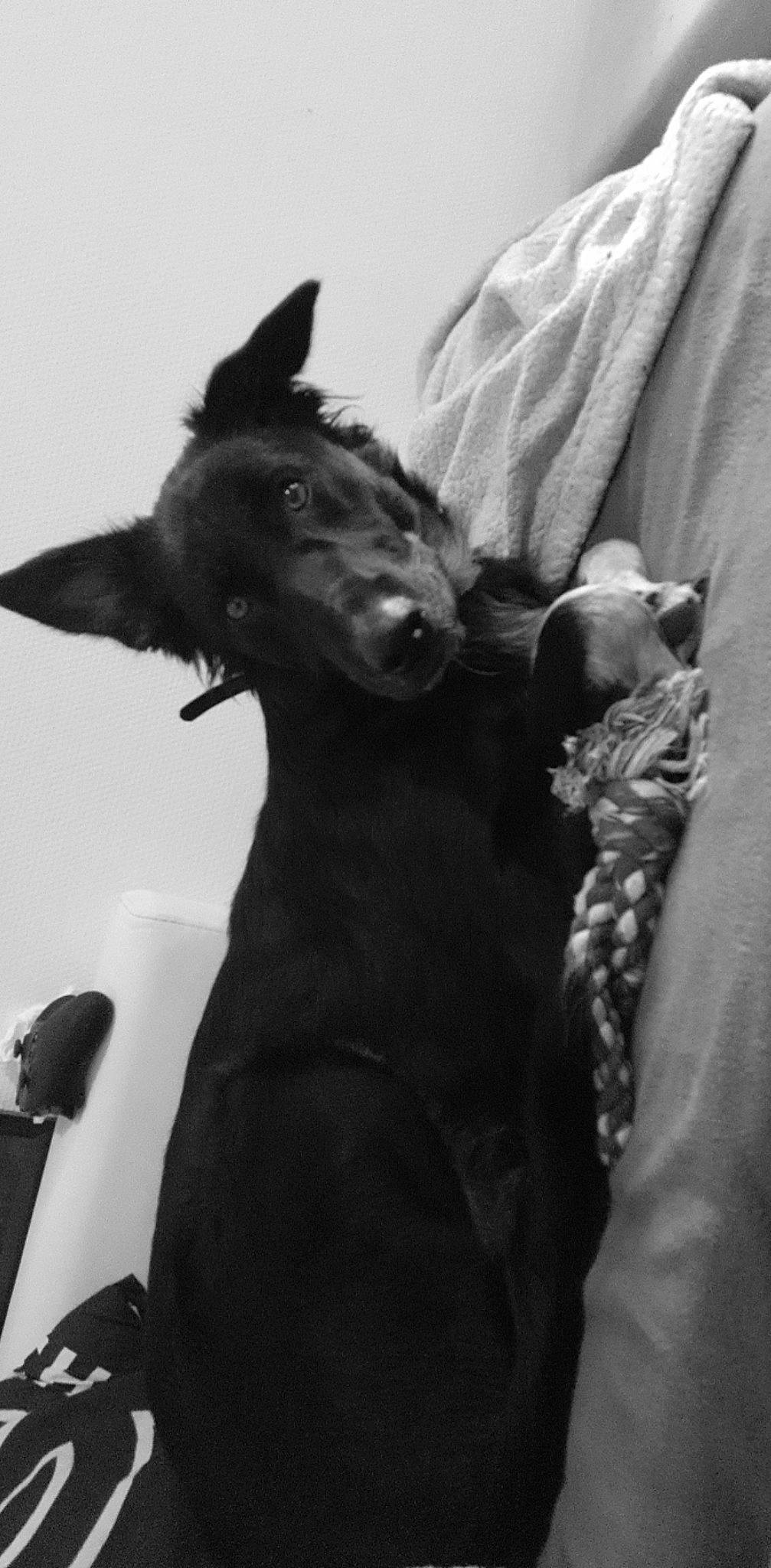 Osko a rejoint le concours — aidez-le/la à gagner de superbes lots ! canidae, carnivore, comfort, companion_dog, dog, dog_breed, ear, fur, gesture, grey, guard_dog, jaw, monochrome, monochrome_photography, non_sporting_group, snout, sporting_group, toy_dog, whiskers, working_animal