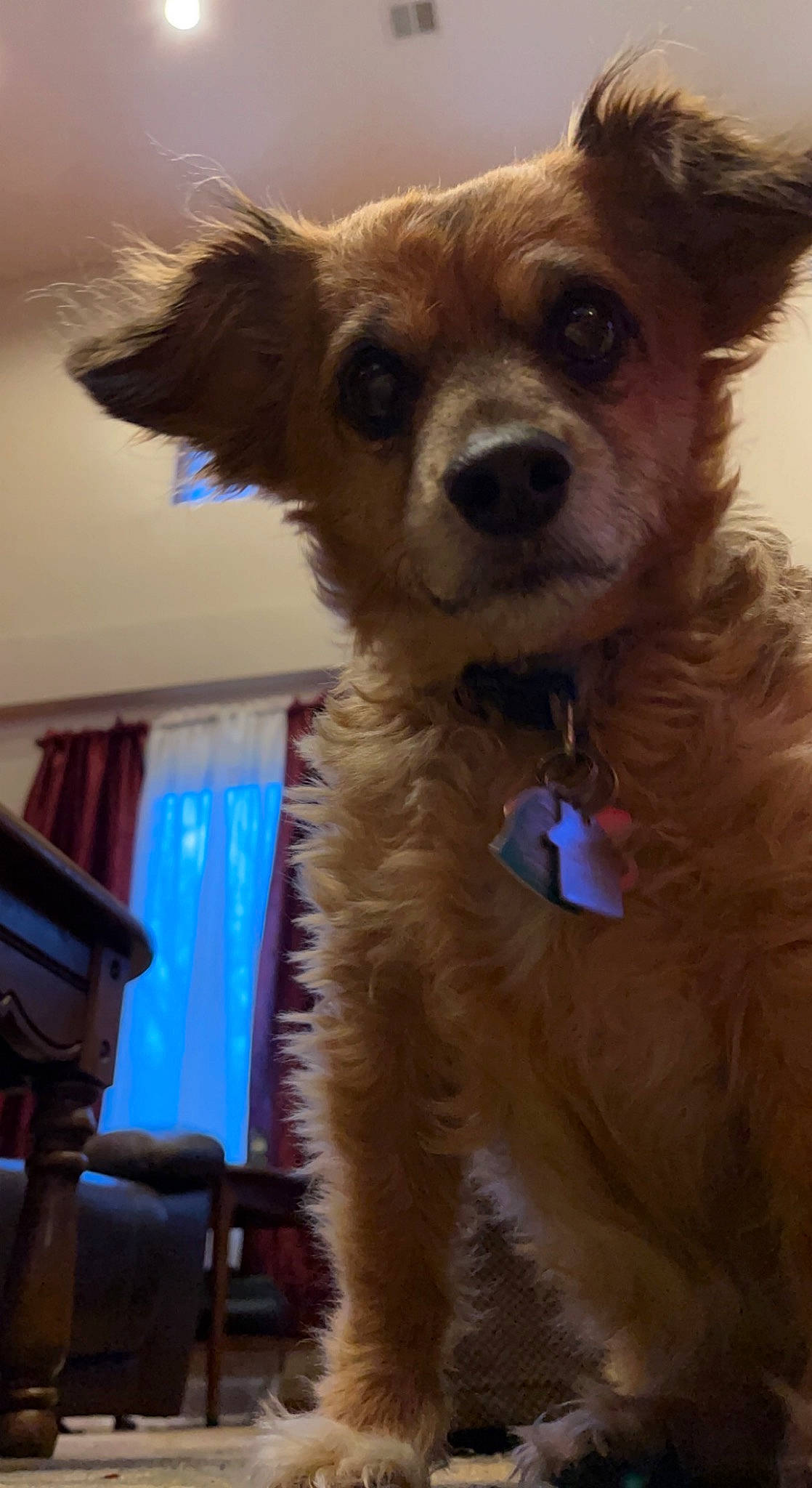 Chester joined the competition — help win amazing prizes! canidae, carnivore, chair, chihuahua, companion_dog, dog, dog_breed, dog_collar, dog_supply, fawn, fun, fur, russkiy_toy, snout, sporting_group, sunglasses, terrestrial_animal, toy_dog, whiskers, working_animal