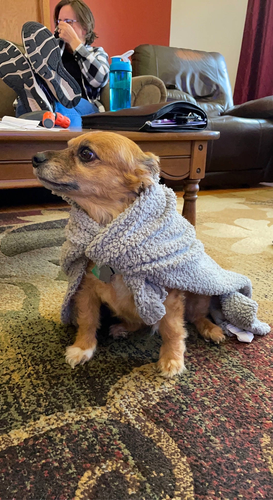 Chester joined the competition — help win amazing prizes! art, carnivore, companion_dog, dog, dog_breed, dog_clothes, dog_supply, eyewear, fashion_accessory, fawn, floor, flooring, fur, leash, snout, sporting_group, tail, toy_dog, whiskers, wood