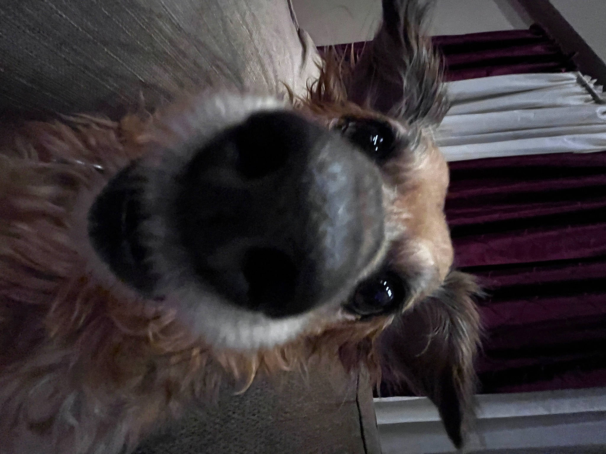 Chester joined the competition — help win amazing prizes! canidae, carnivore, companion_dog, dog, dog_breed, dog_collar, dog_supply, ear, eyelash, fawn, fur, mammal, paw, snout, sporting_group, terrestrial_animal, toy_dog, whiskers, working_animal