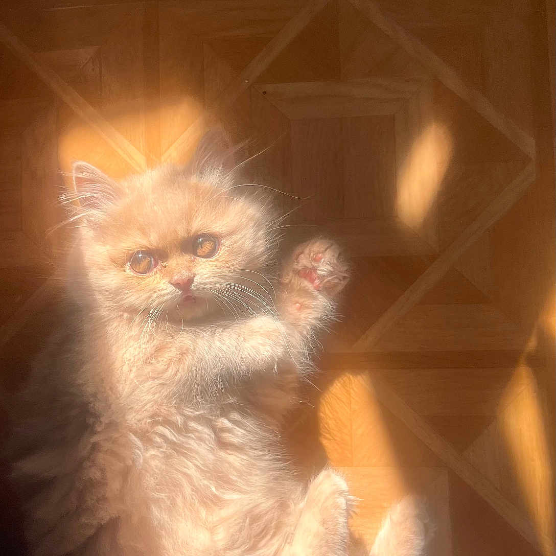 Kiki