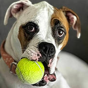 Yazzy Girl joined the competition — help win amazing prizes! animal, brown_patch, canine, close_up, collar, cute, dog, expression, focus, friendly, furry, indoor, looking, mouth, pet, playful, portrait, soft_background, tennis_ball, white_dog