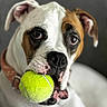 animal, brown_patch, canine, close_up, collar, cute, dog, expression, focus, friendly, furry, indoor, looking, mouth, pet, playful, portrait, soft_background, tennis_ball, white_dog