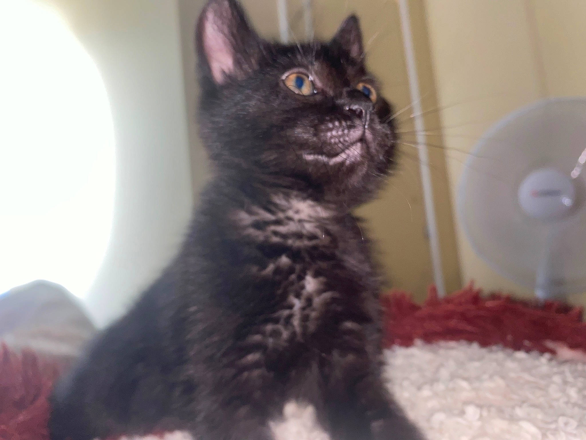 Smoke a rejoint le concours — aidez-le/la à gagner de superbes lots ! black_cat, carnivore, cat, cat_supply, claw, domestic_short_haired_cat, felidae, fur, kitchen_utensil, mechanical_fan, paw, small_to_medium_sized_cats, snout, tail, terrestrial_animal, whiskers, window