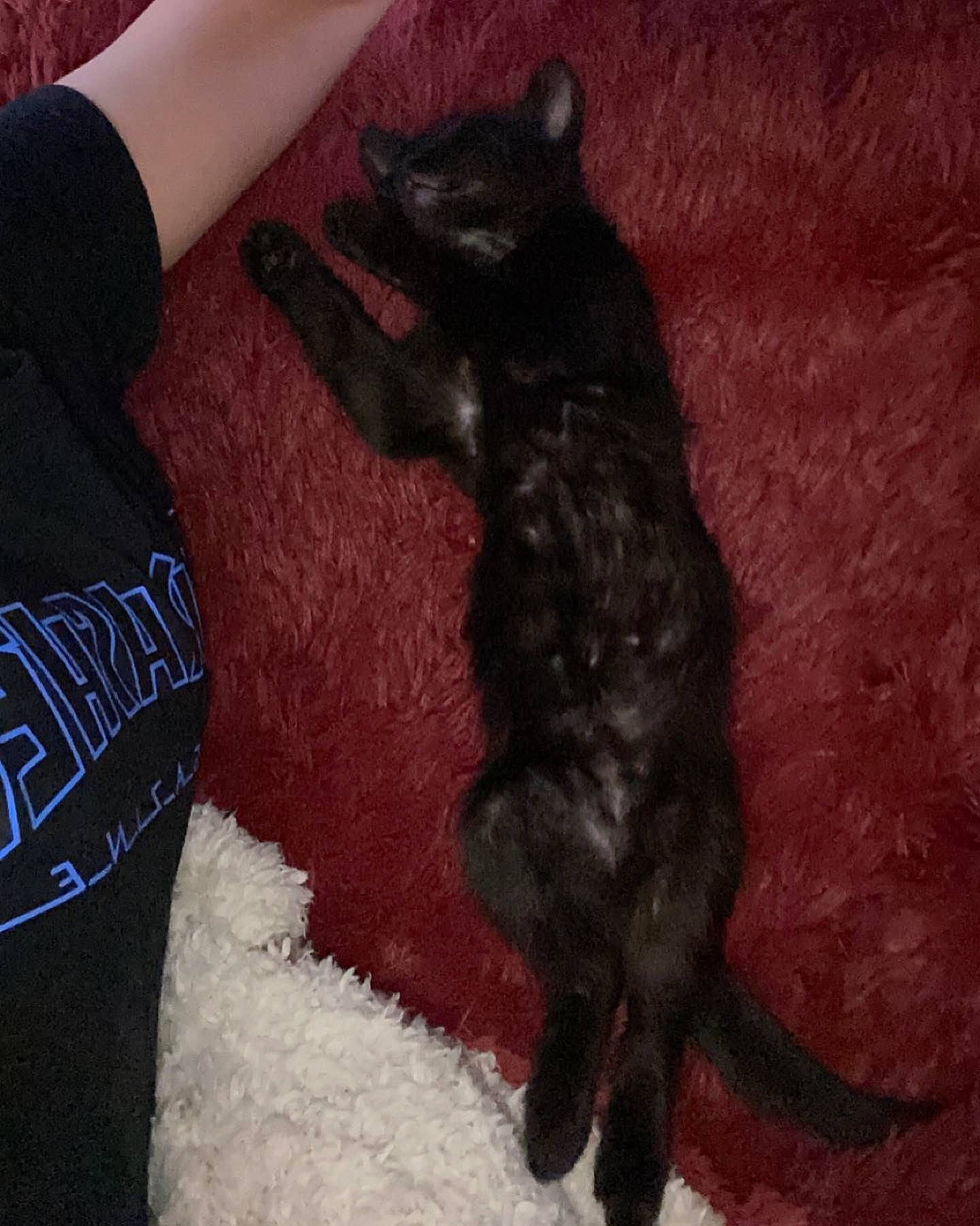 Smoke a rejoint le concours — aidez-le/la à gagner de superbes lots ! black_cat, carnivore, cat, claw, comfort, companion_dog, dog_breed, domestic_short_haired_cat, felidae, fur, gesture, human_leg, paw, sleeve, small_to_medium_sized_cats, snout, sporting_group, tail, thigh, whiskers