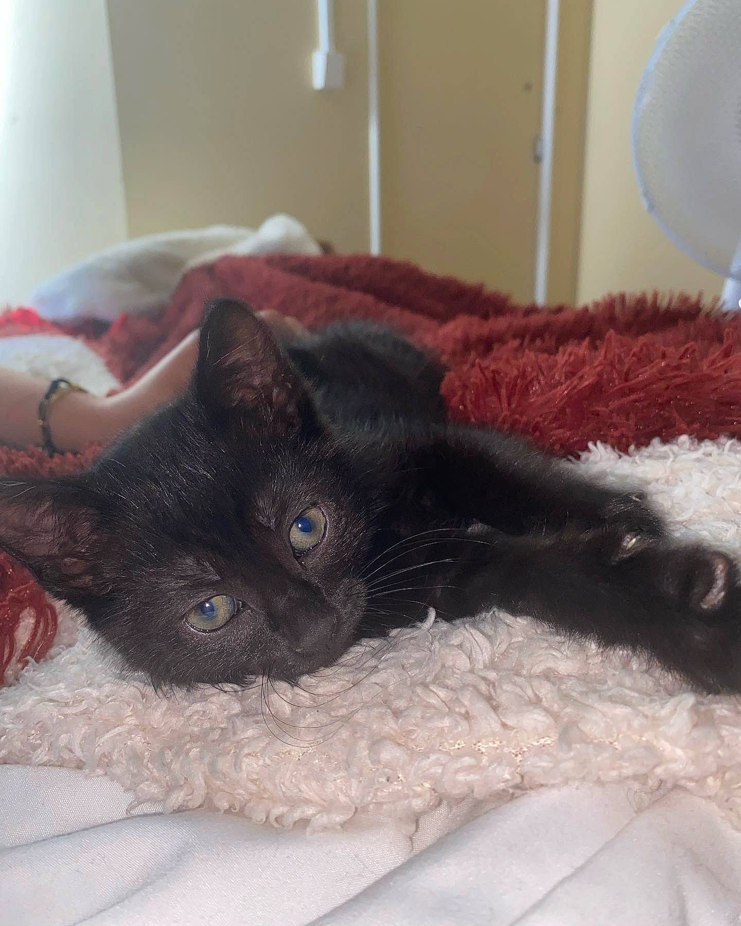 Smoke a rejoint le concours — aidez-le/la à gagner de superbes lots ! black_cat, bombay, carnivore, cat, cat_supply, chartreux, claw, comfort, domestic_short_haired_cat, felidae, fur, grey, korat, linens, nap, paw, small_to_medium_sized_cats, snout, tail, whiskers