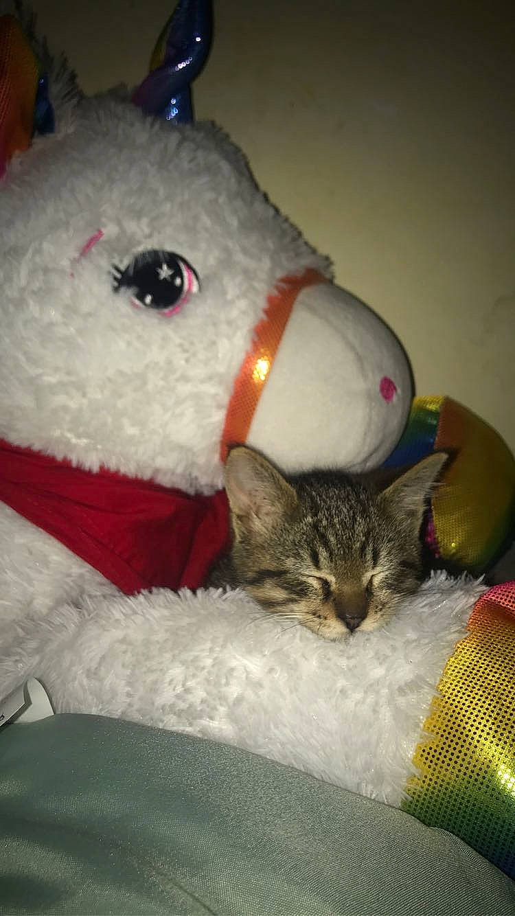 Murphy a rejoint le concours — aidez-le/la à gagner de superbes lots ! carmine, carnivore, cat, domestic_short_haired_cat, fawn, felidae, fur, linens, owl, plush, small_to_medium_sized_cats, snout, stuffed_toy, tail, terrestrial_animal, toy, whiskers, winter