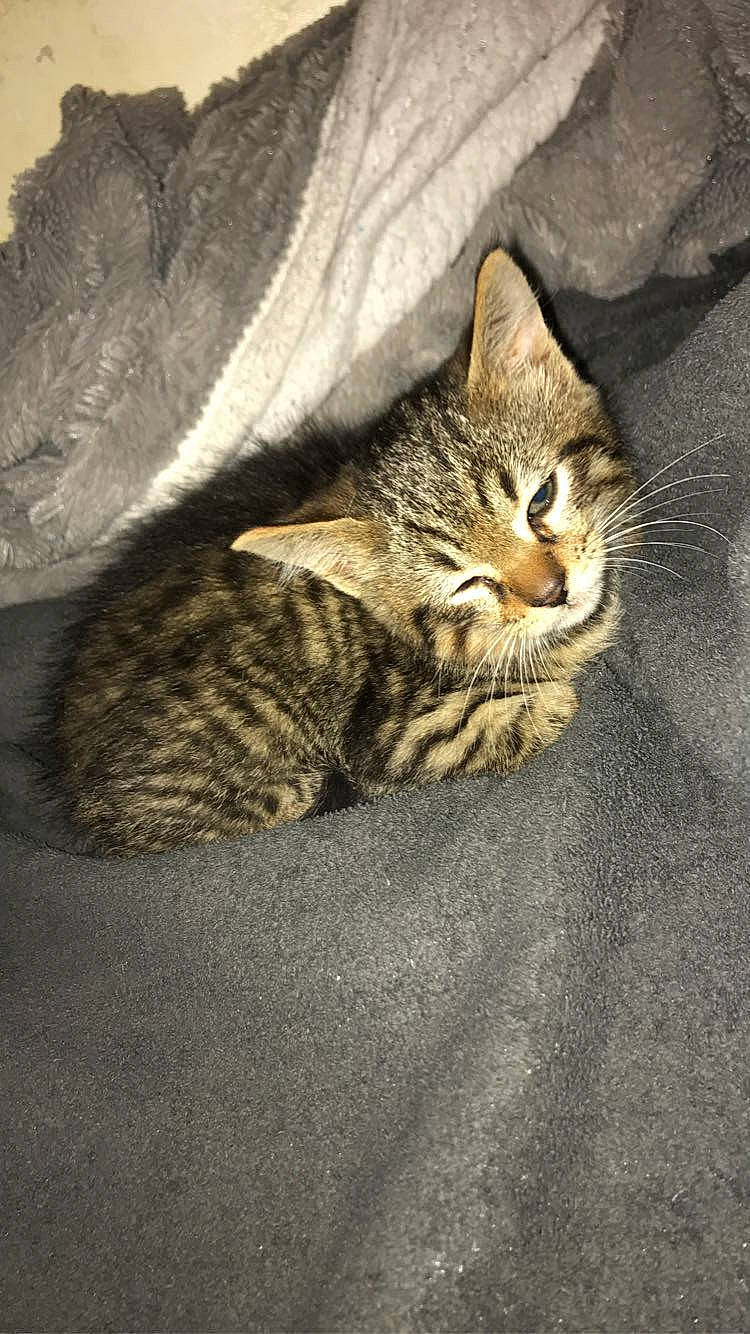 Murphy a rejoint le concours — aidez-le/la à gagner de superbes lots ! carnivore, cat, claw, comfort, domestic_short_haired_cat, felidae, fur, grass, grey, paw, road_surface, sand, small_to_medium_sized_cats, snout, tail, terrestrial_animal, tree, whiskers, wildlife