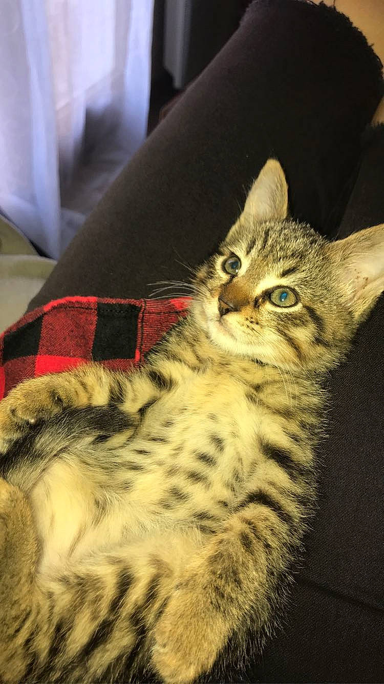 Murphy a rejoint le concours — aidez-le/la à gagner de superbes lots ! carnivore, cat, claw, comfort, couch, domestic_short_haired_cat, felidae, foot, fur, human_leg, pattern, paw, small_to_medium_sized_cats, snout, tail, terrestrial_animal, whiskers, wildlife