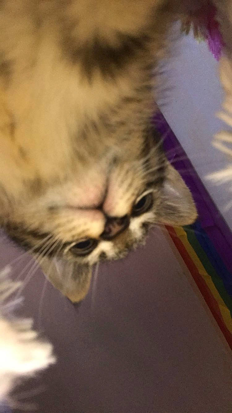 Murphy a rejoint le concours — aidez-le/la à gagner de superbes lots ! carnivore, cat, claw, close_up, domestic_short_haired_cat, eye, fawn, felidae, fur, grass, macro_photography, nap, paw, plant, sleep, small_to_medium_sized_cats, tail, whiskers, wildlife, wood