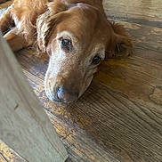 Brandy is registered to the contest to win money with this photo: animal, brown, canine, chair_leg, close_up, companion, dog, domestic_animal, face, floor, fur, golden_retriever, indoors, lying_down, pet, portrait, relaxed, resting, whiskers, wooden_floor