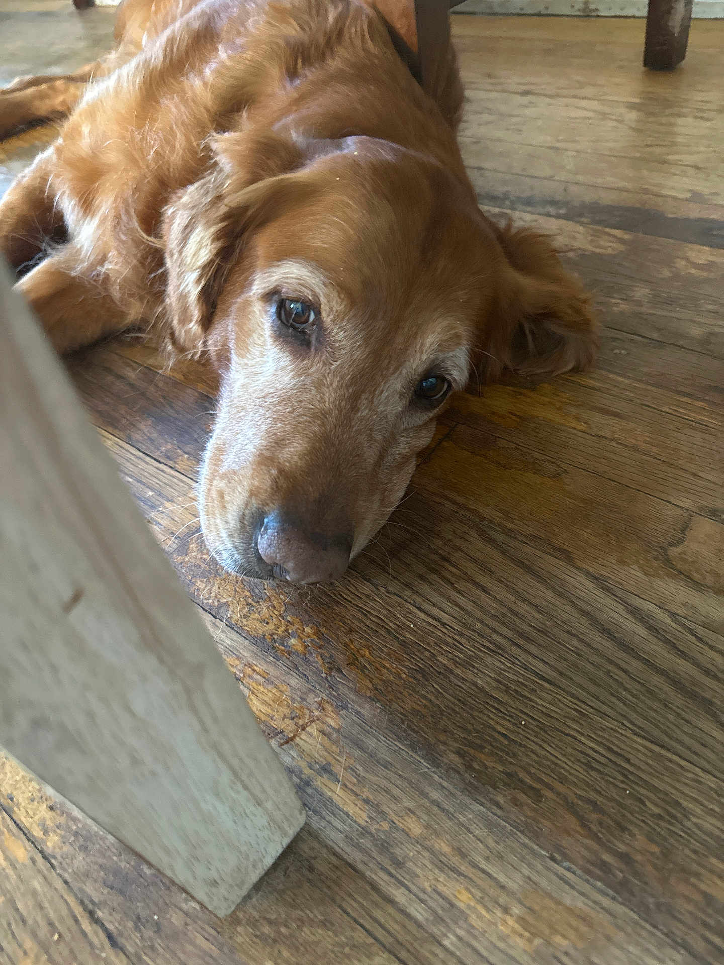 Brandy