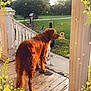 animal, back_view, canine, daytime, dog, fence, flower_border, golden_retriever, grass, greenery, nature, outdoor, pet, porch, quiet, sunlight, tree, welcome_sign, wooden_floor, yard