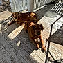 Brandy is registered to the contest to win money with this photo: animal, calm, companionship, daylight, dog, fence, golden_retriever, grass, home, nature, outdoor, pet, porch, railing, relaxed, resting, shadow, sunlight, two_dogs, wooden_floor