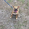 dog, puppy, leash, collar, grass, dirt, outdoor, pet, happy, tongue_out, small_dog, brown_dog, sitting, looking_up, ears_up, cute, animal, canine, playful, nature