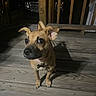 dog, pet, animal, wooden_deck, night, shadow, ears, curious, wide_eyes, collar, leash_tag, outdoor, dark, vehicle, wooden_railings, floor, small_dog, alert, portrait, canine