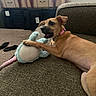 dog, toy, stuffed_animal, couch, living_room, carpet, furniture, pet, playful, collar, brown_dog, indoor, soft_toy, relaxing, paw, mouth_open, cozy, cabinet, socks, home