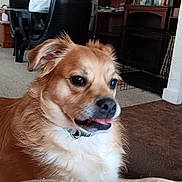 Spikelee is registered to the contest to win money with this photo: dog, indoor, blanket, furniture, carpet, collar, tongue_out, brown_fur, white_fur, houseplant, box, chair, table, shelf, pet, canine, relaxed, domestic, living_room, cozy