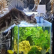 Rio participe au concours pour gagner de l'argent avec cette photo : cat, aquarium, fish_tank, plants, greenery, rock, home_interior, wallpaper, pattern, curious_cat, pet, furniture, container, water, indoor, light, yellow_lid, tank_filter, close_up, animal